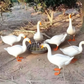 🐓Голям кръгъл бункер за храна за птици