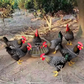 🐓Голям кръгъл бункер за храна за птици